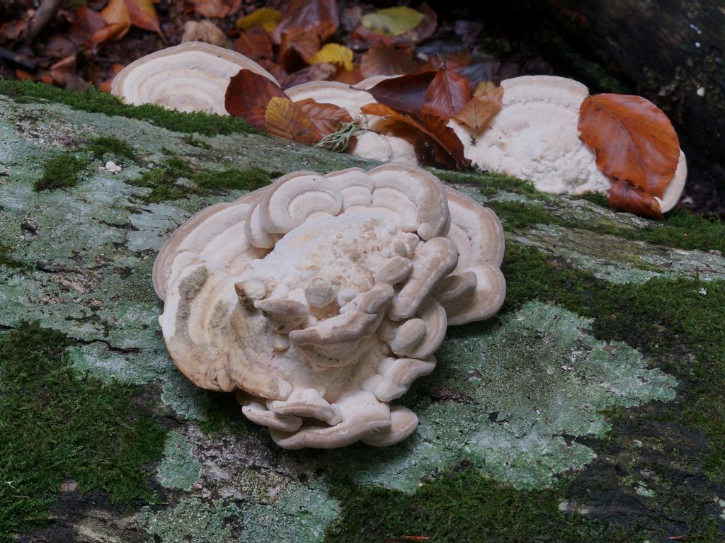 Identificazione fungo lignicolo